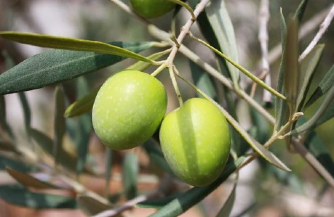 Riabilitazione dei detenuti grazie all’olio extra vergine di oliva