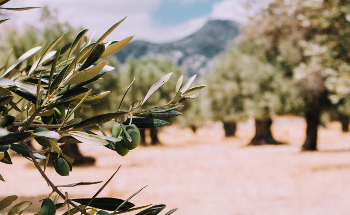 Produzione d'olio di oliva in Toscana in diminuzione del 25%