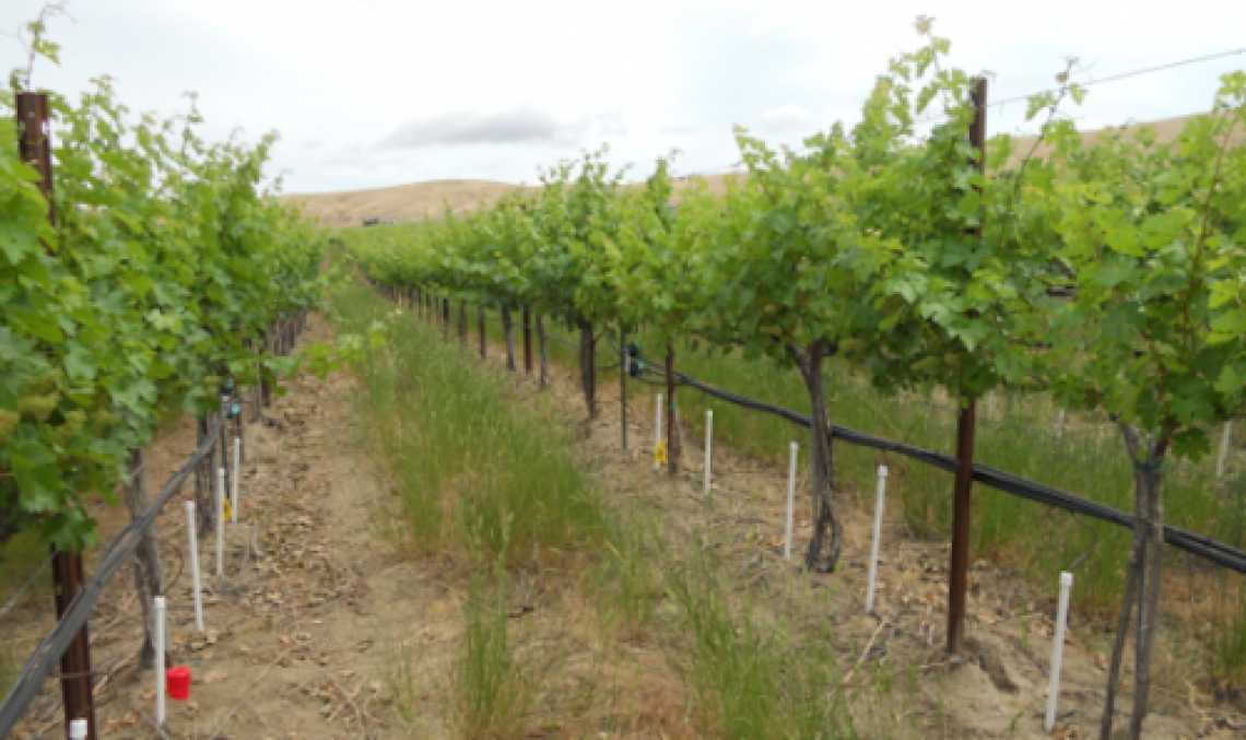 Cambiamenti climatici positivi per la viticoltura eroica