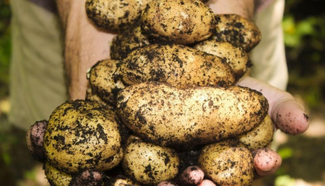 Le patate al quinto posto tra gli alimenti più diffusi sulle tavole italiane