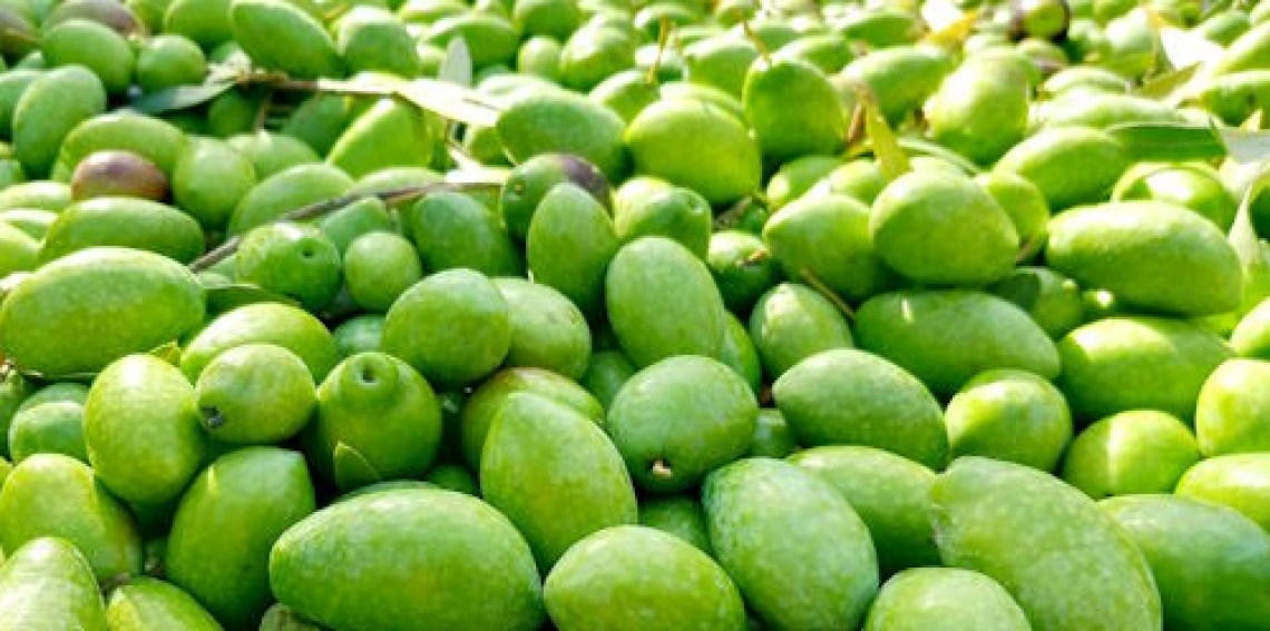 Daunia olivicola promossa da buyer e giornalisti