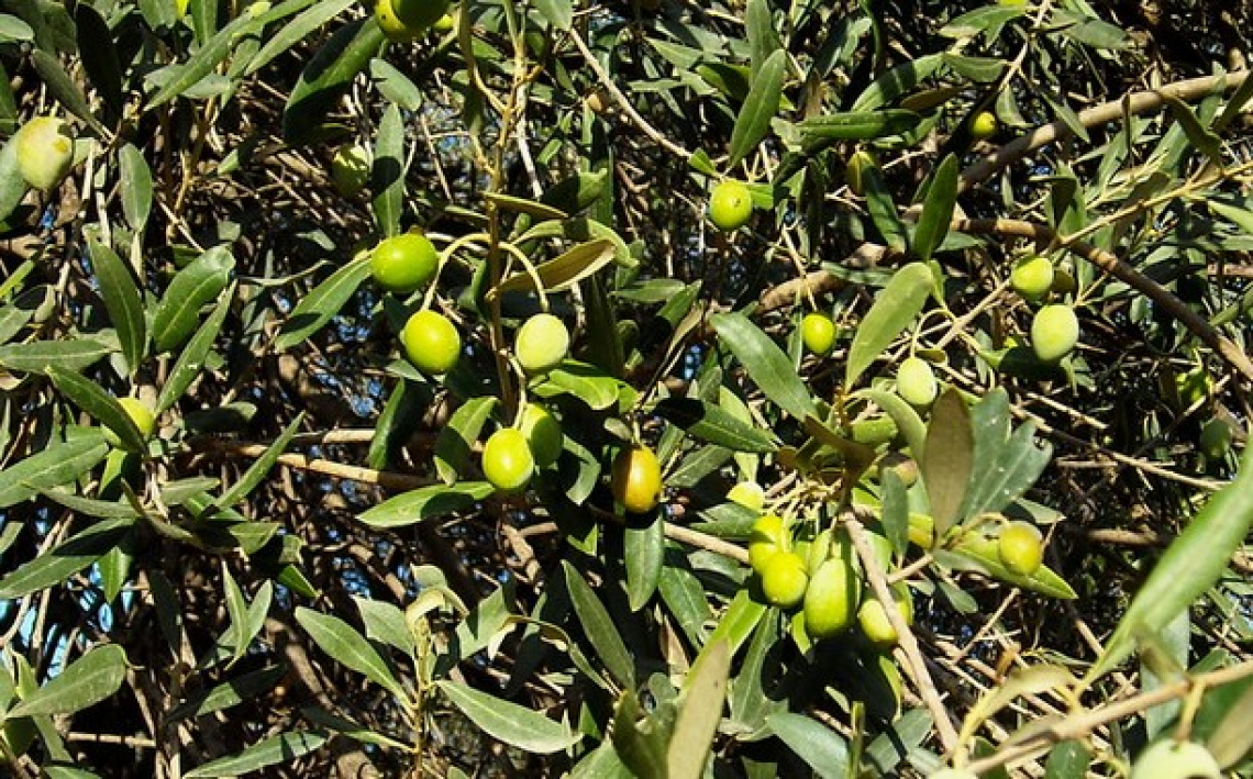 La forza di distacco dell’oliva: l’influenza di maturazione, forze di trazione e torsione