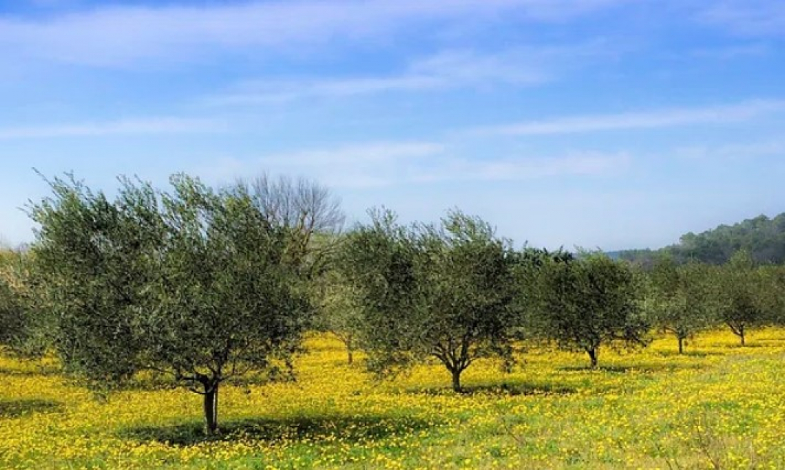 L’emissione di CO2 dai suoli olivetati e l’influenza di una gestione sostenibile