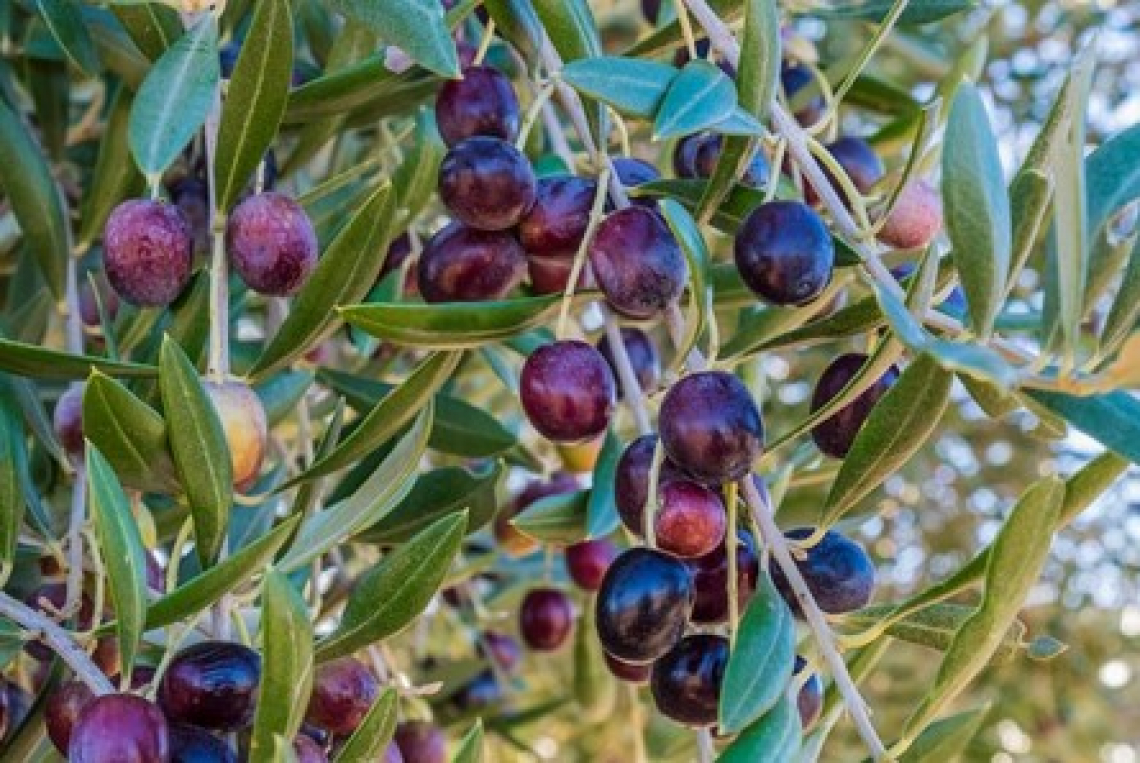Furti e clima da Far West per la raccolta delle olive in Puglia