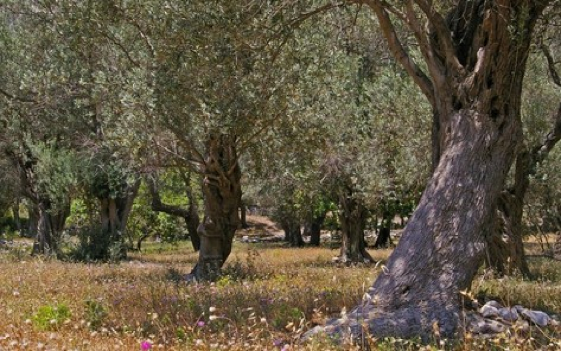 Concimare l’olivo con le leguminose: seminare il favino conviene?