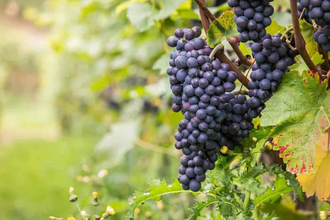 Valutazione dei rischi chimici nella produzione del vino associati ai cambiamenti climatici