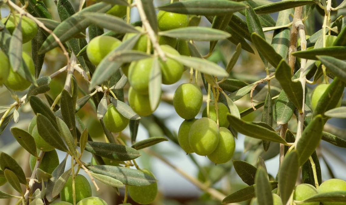 Sviluppo dell’oliva e accumulo dell’olio: l’importanza della corretta concimazione