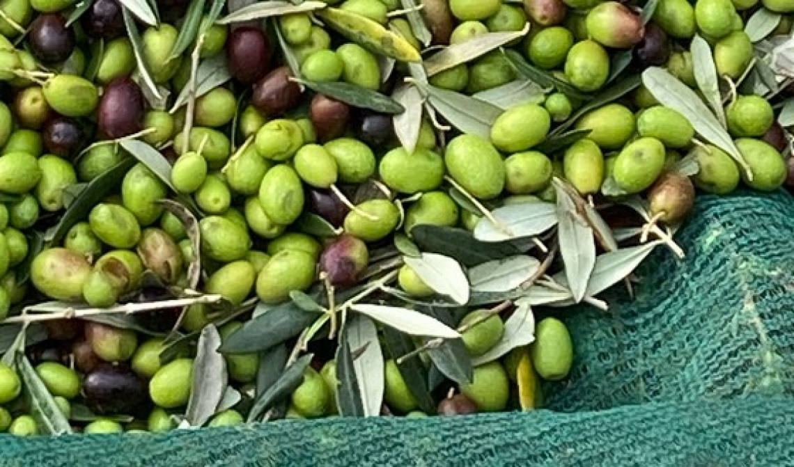 Vendere le olive o l’olio extra vergine di oliva: facciamo i conti