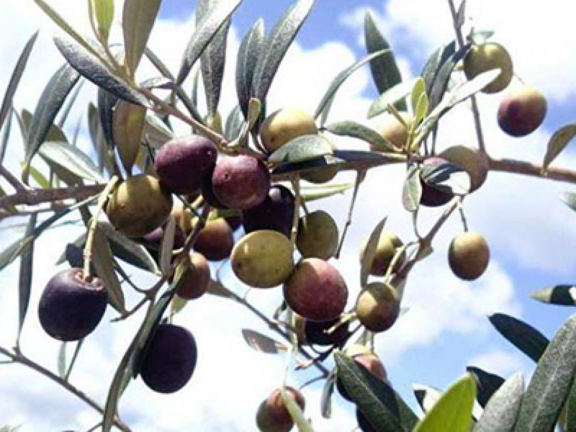 I danni e le ammaccature delle olive dovute alla raccolta meccanica