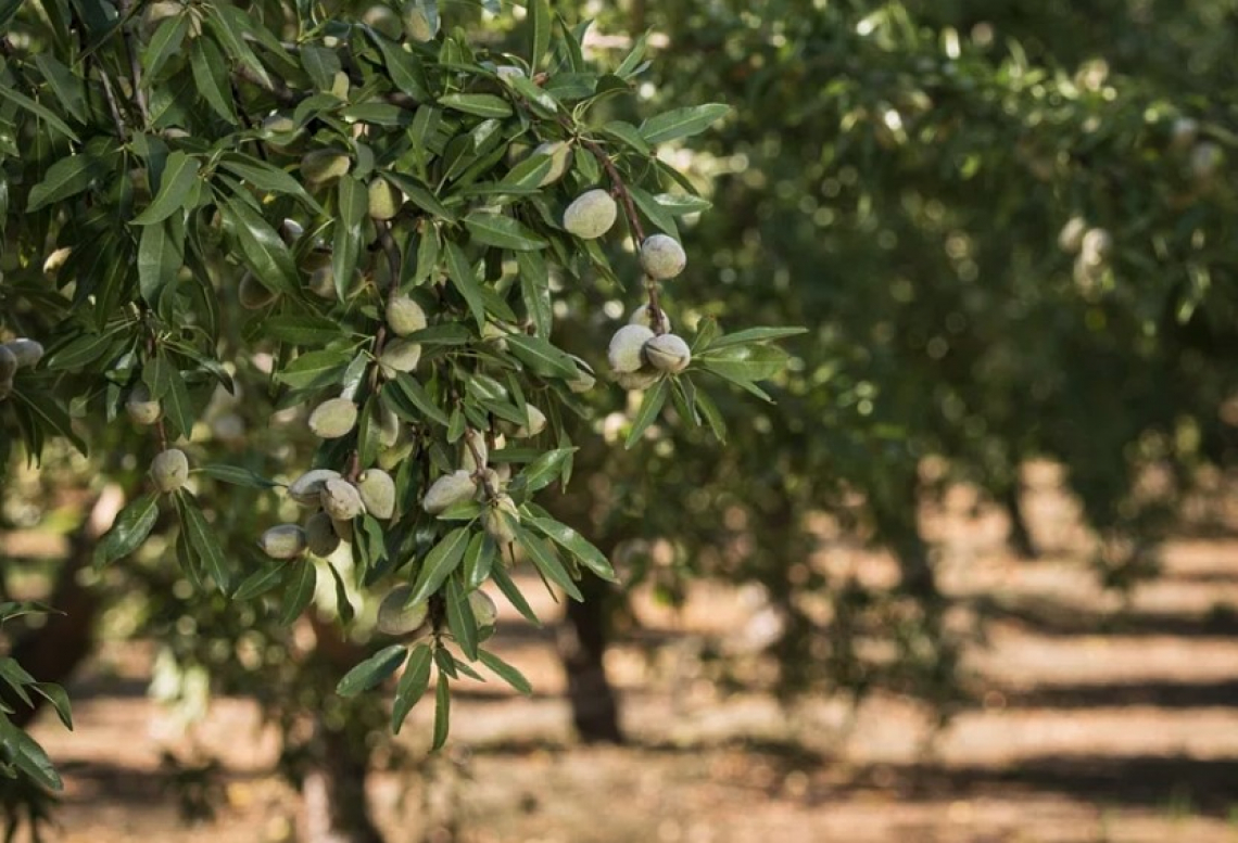 L’impatto di diverse tipologie di inerbimento sulla produttività dell’olivo