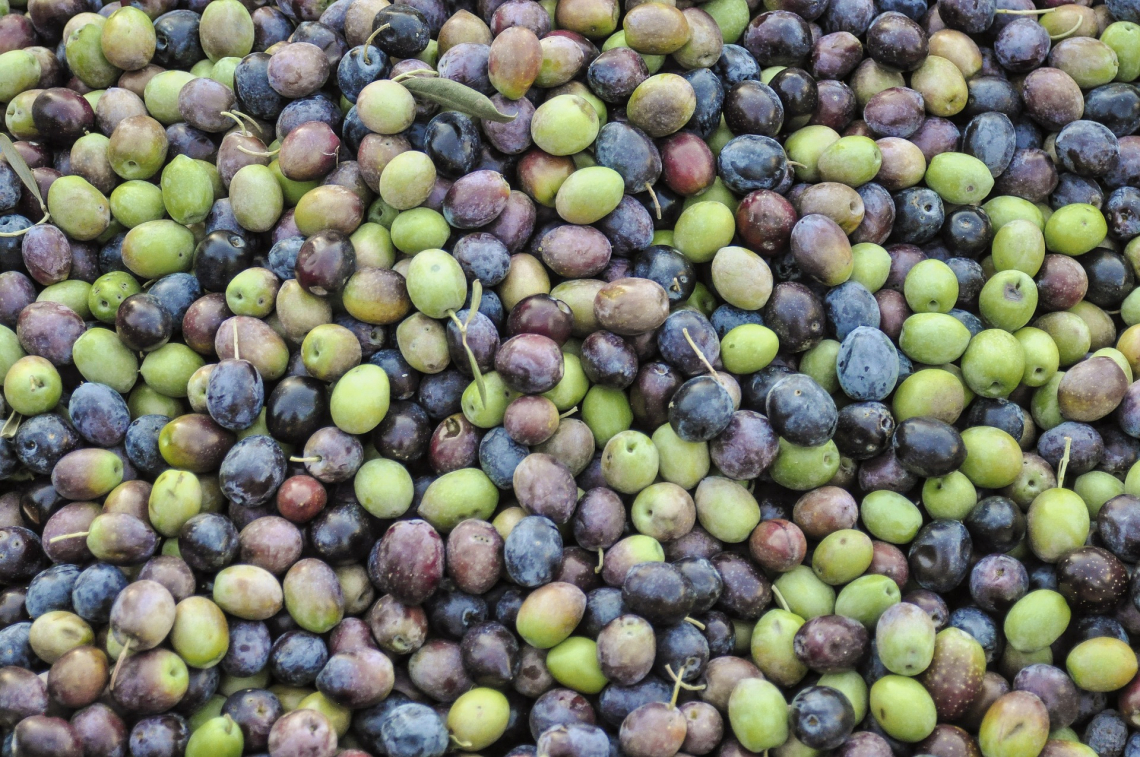 Raccolta delle olive: ecco quale è il cantiere più efficiente
