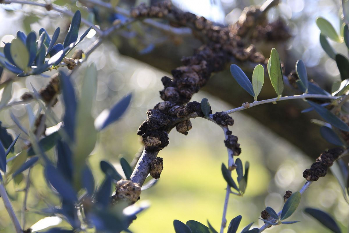 Gli oli essenziali contro la rogna dell’olivo, anche più efficaci del rame