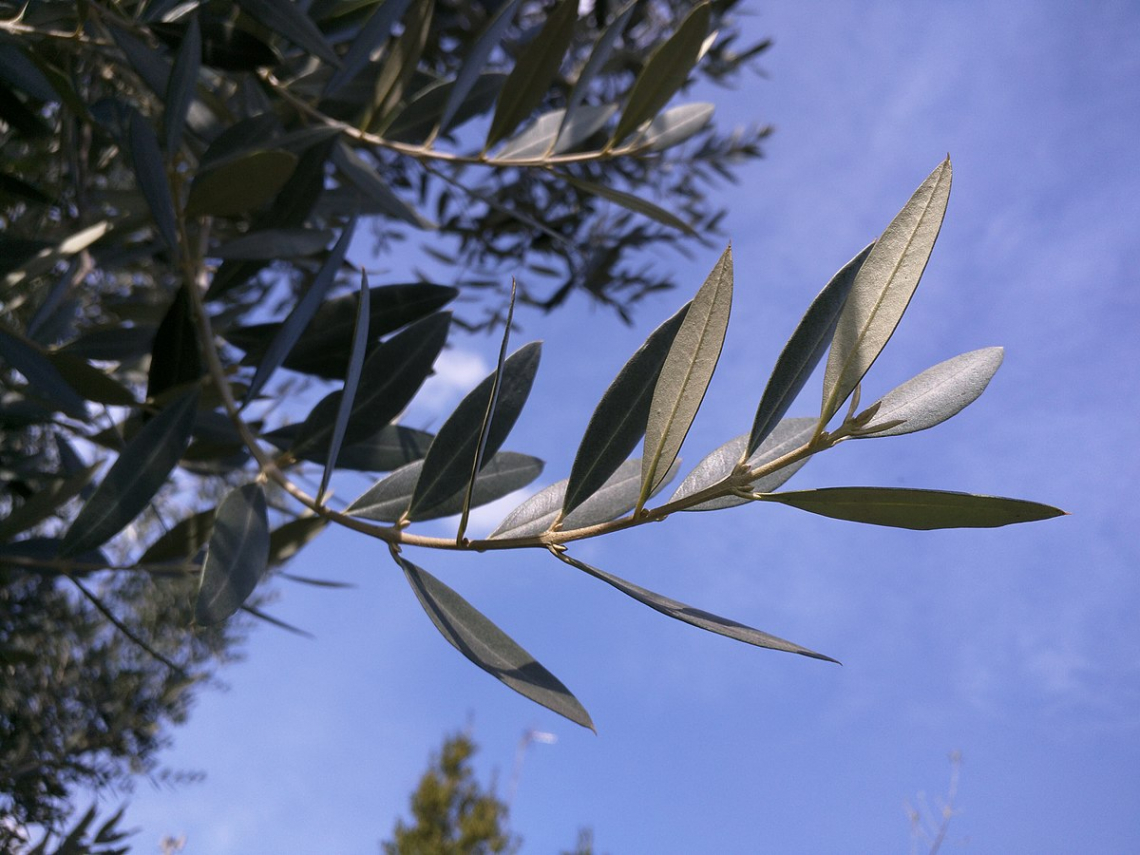 L’effetto sui fenoli dell’olio di oliva dell’aggiunta delle foglie in frantoio prima della frangitura