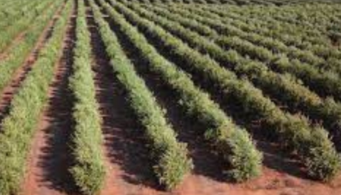 La risposta dell’olivo in superintensivo in aree fredde: impatto sulla produttività e sulla qualità dell’olio di oliva