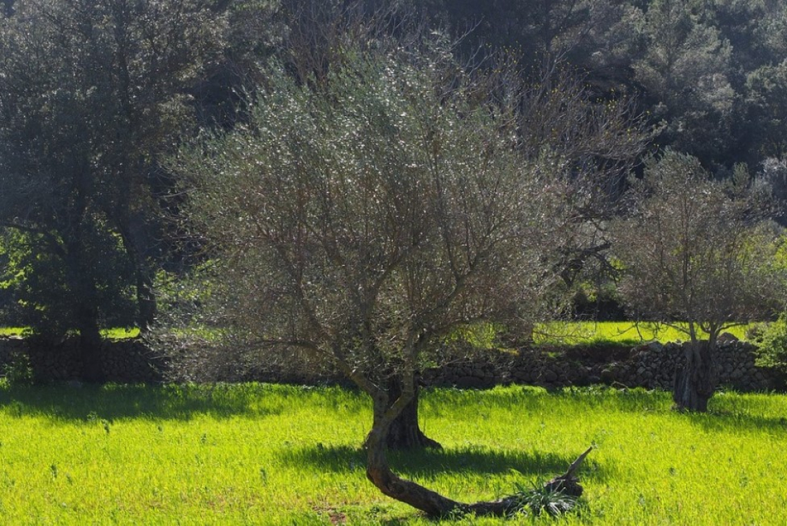 L’efficacia dell’inerbimento su olivo anche per gestire la fertilizzazione