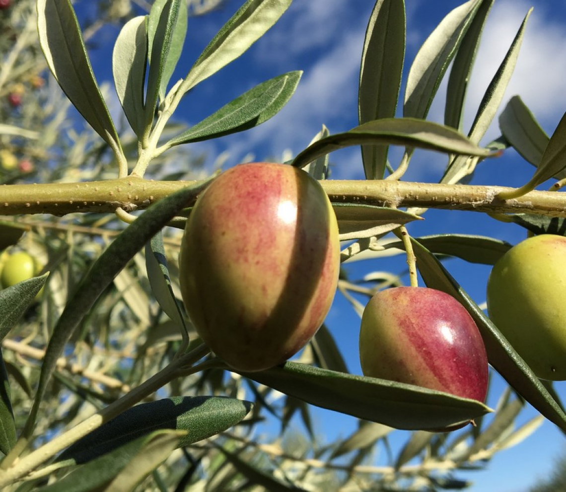 L’effetto sulla produzione dell'olivo e l’olio di oliva di diverse formulazioni di boro