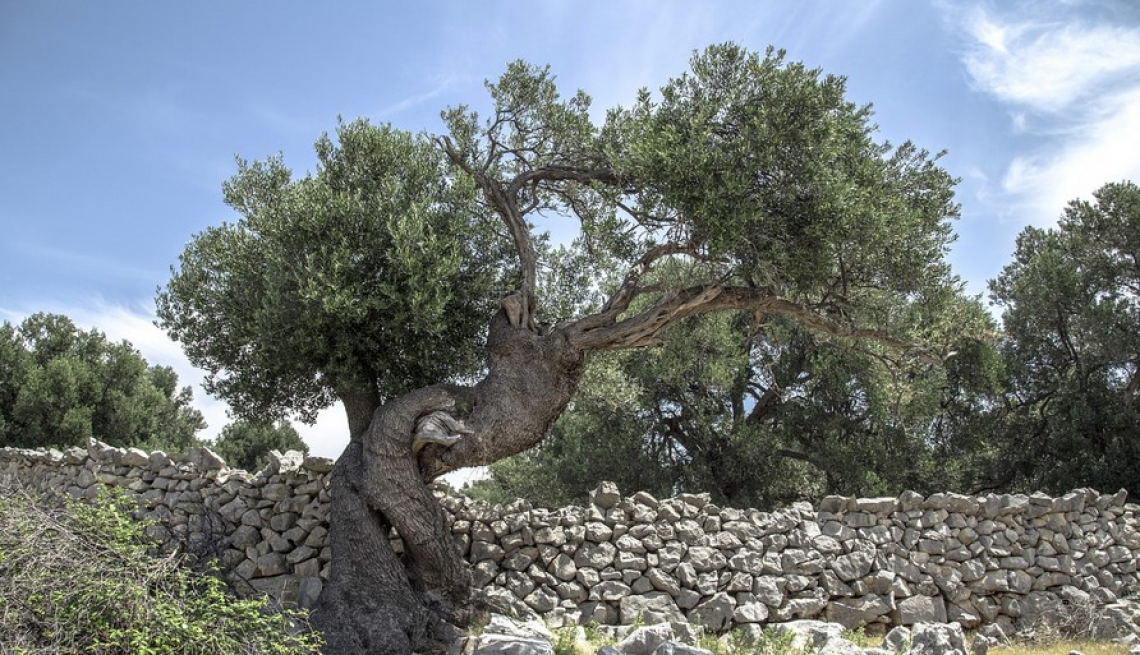 Prendersi cura degli olivi è sostenibilità