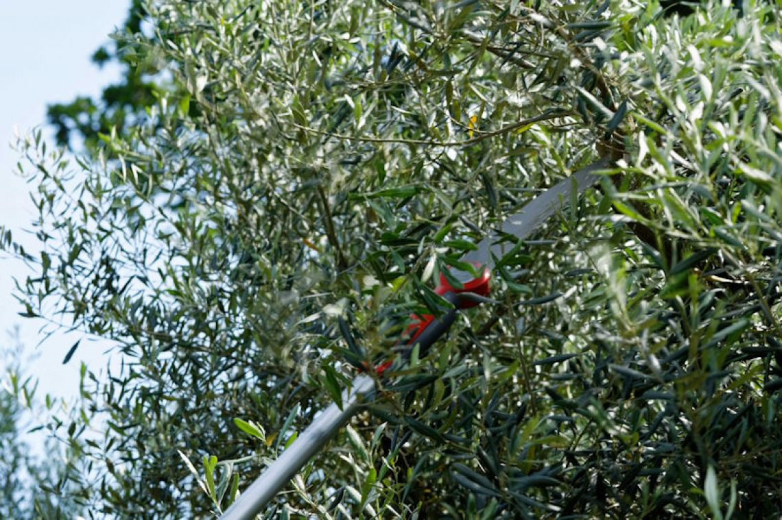 L’effetto dell’intensità di potatura dell’olivo su produttività e accumulo di olio