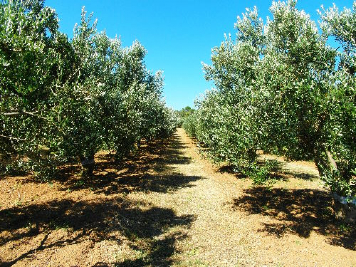 L’utilizzo di microrganismi autoctoni benefici per aumentare la produttività dell’olivo