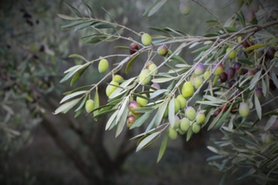 I giusti livelli per la concimazione con azoto per l’olivo