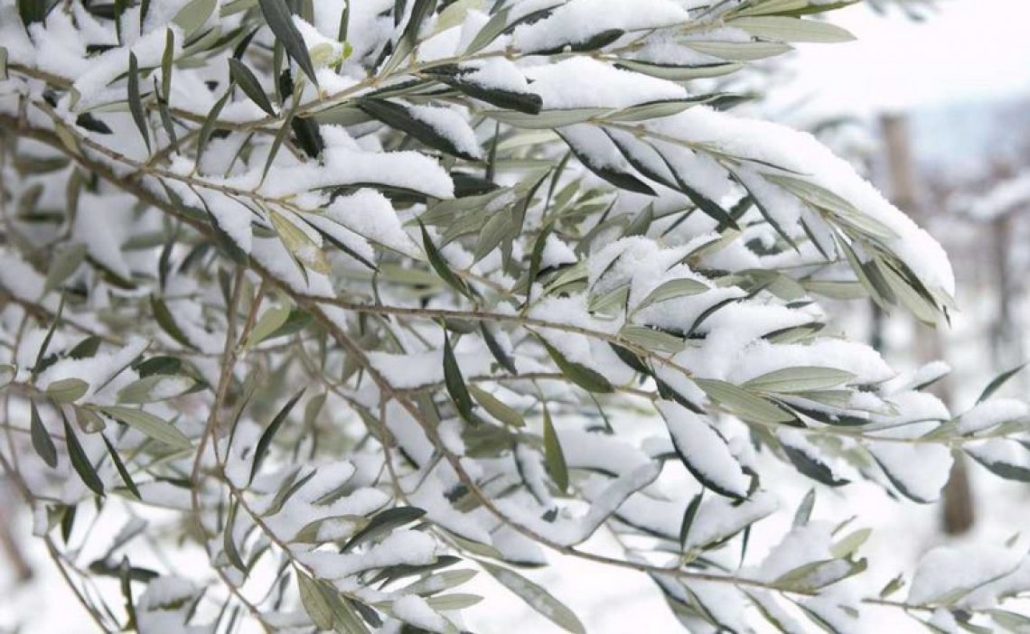 Fertilizzazione fogliare con potassio per aumentare la resistenza al freddo dell’olivo