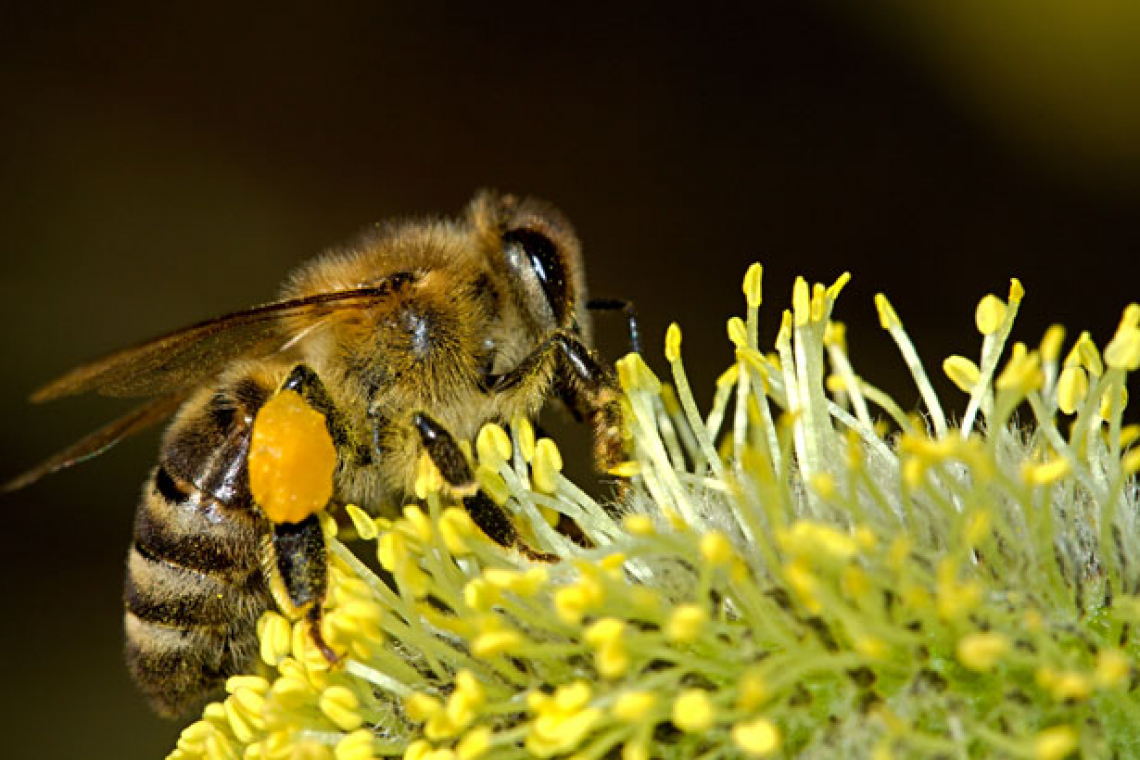 L'impatto dei fitofarmaci sugli insetti impollinatori