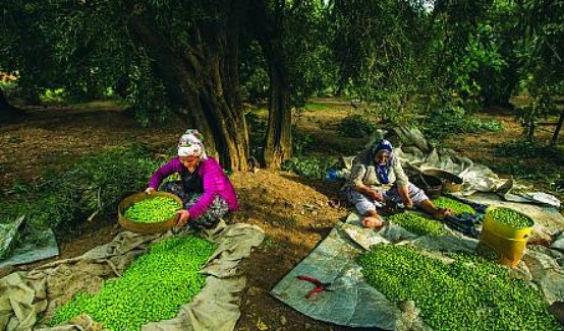 L’olivicoltura della Turchia è Patrimonio Unesco