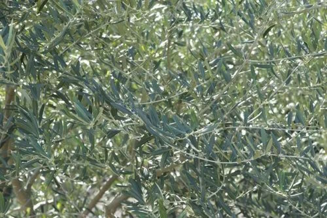 Energia pulita dalle potature dell’olivo: nuovo reddito dagli scarti di produzione