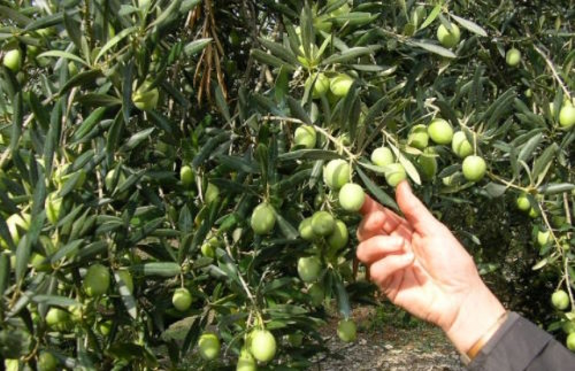 Usare il gesso per la fertilizzazione dell’olivo
