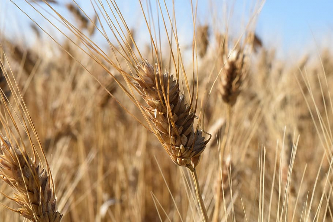 Granaio Italia: lo stallo dei prezzi danneggia i cerealicoltori italiani