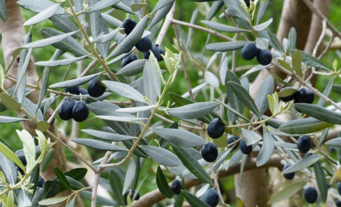 La giusta forma di allevamento dell’olivo varia a seconda della varietà