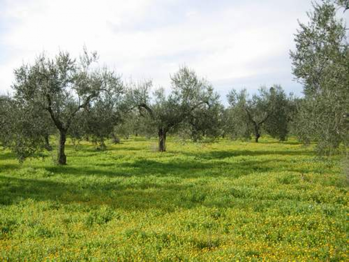 Il reale apporto di nutrienti per l’olivo grazie all’inerbimento