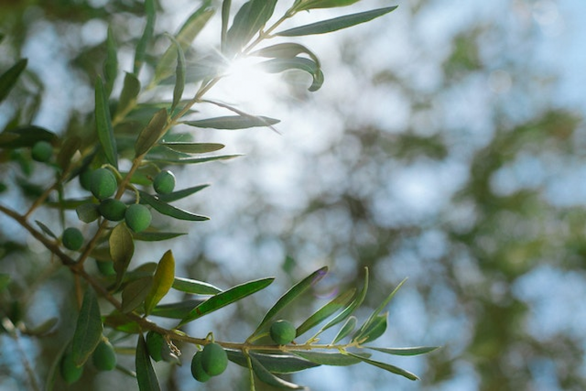 L’efficienza nell’uso della luce da parte dell’olivo