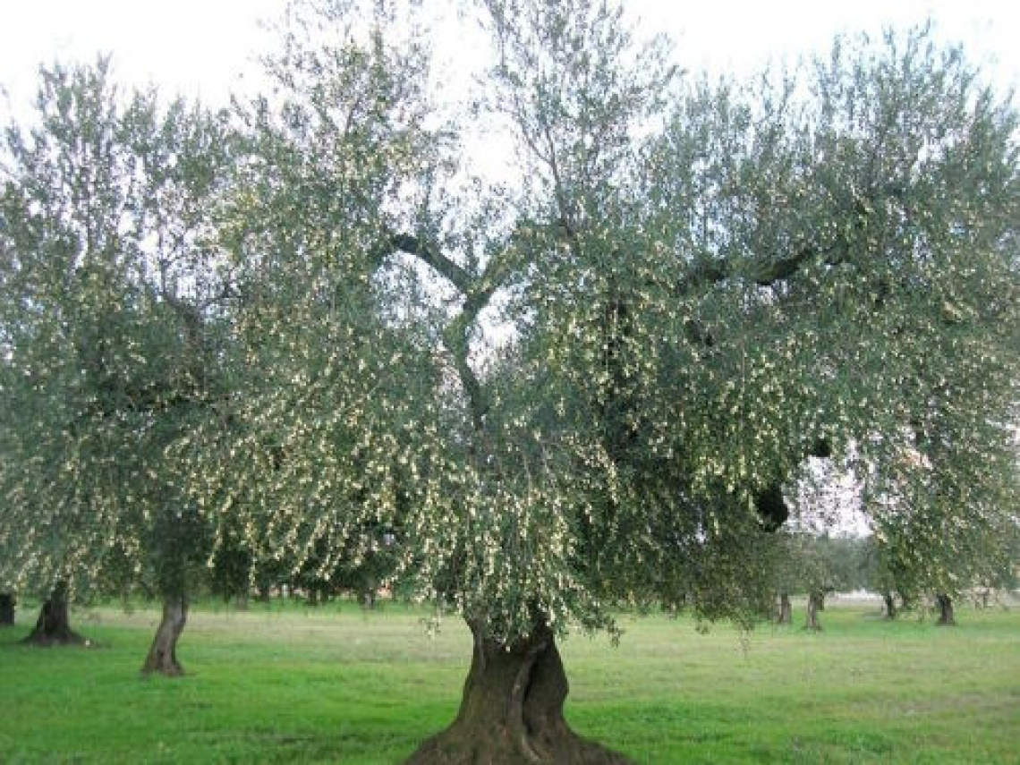 L’inerbimento dell’oliveto riduce di tre quarti la perdita di sostanza organica rispetto alla lavorazione del terreno