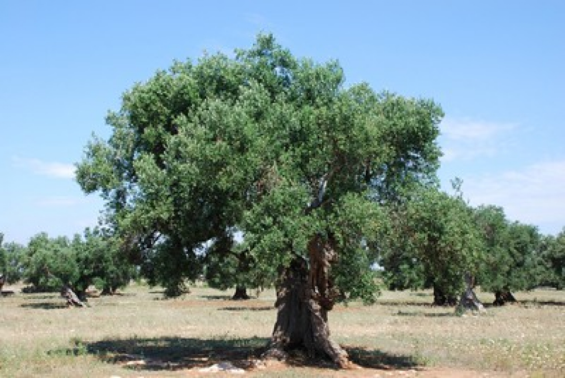 Olio extra vergine di oliva da olivi centenari: l’influenza dei cambiamenti climatici