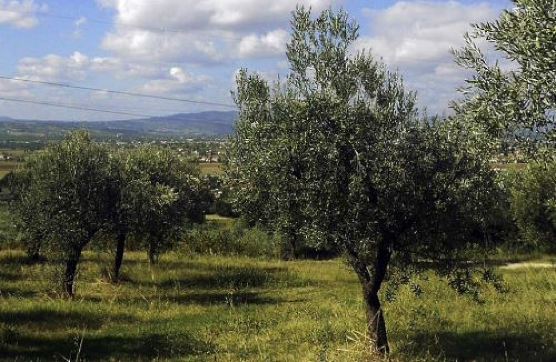 L'olio extra vergine di oliva è un prodotto potenzialmente a emissioni zero