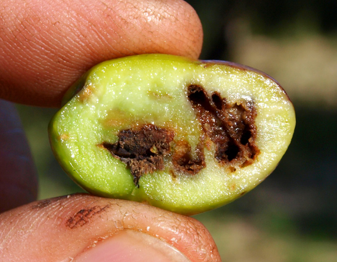 L’attacco di mosca delle olive misurato attraverso il livello di β-carotene nell’olio extra vergine di oliva