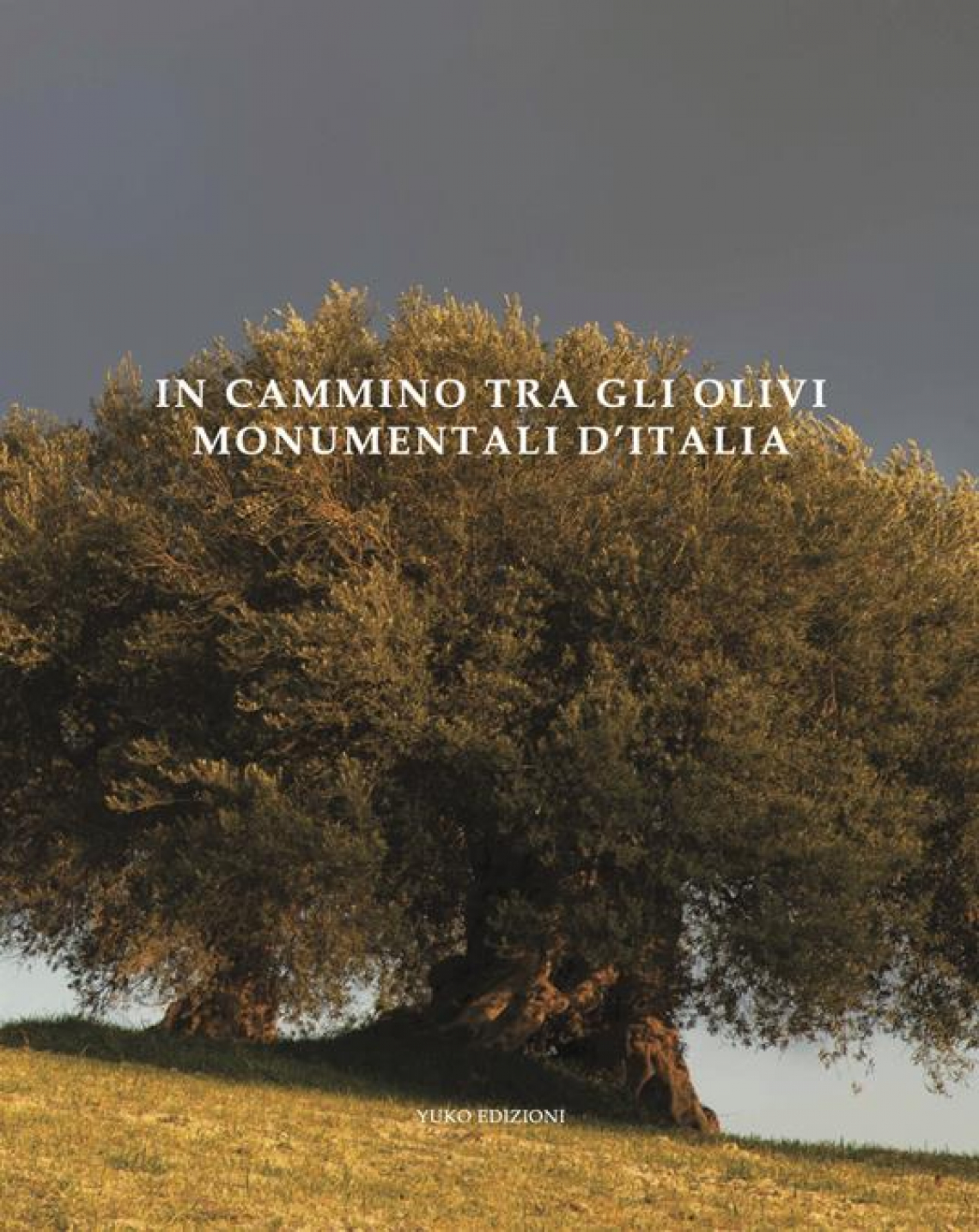 In cammino tra gli olivi monumentali d'Italia