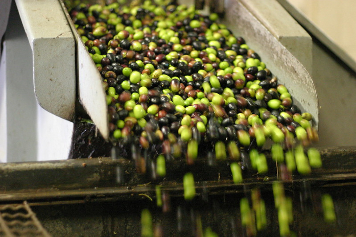 L’aggiunta di foglie di olive durante l’estrazione aumenta la resa e la qualità dell’olio di oliva prodotto