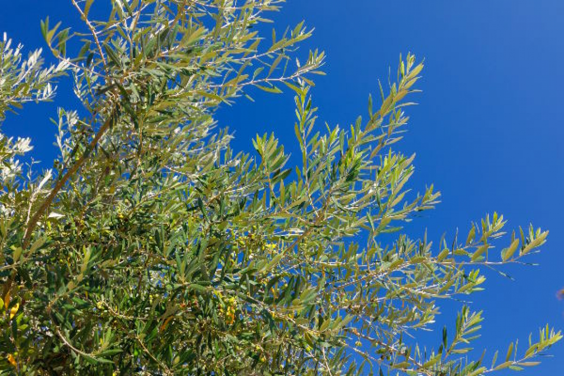 Le rocce fosfatiche per fertilizzare l’oliveto biologico grazie alla biofecondazione