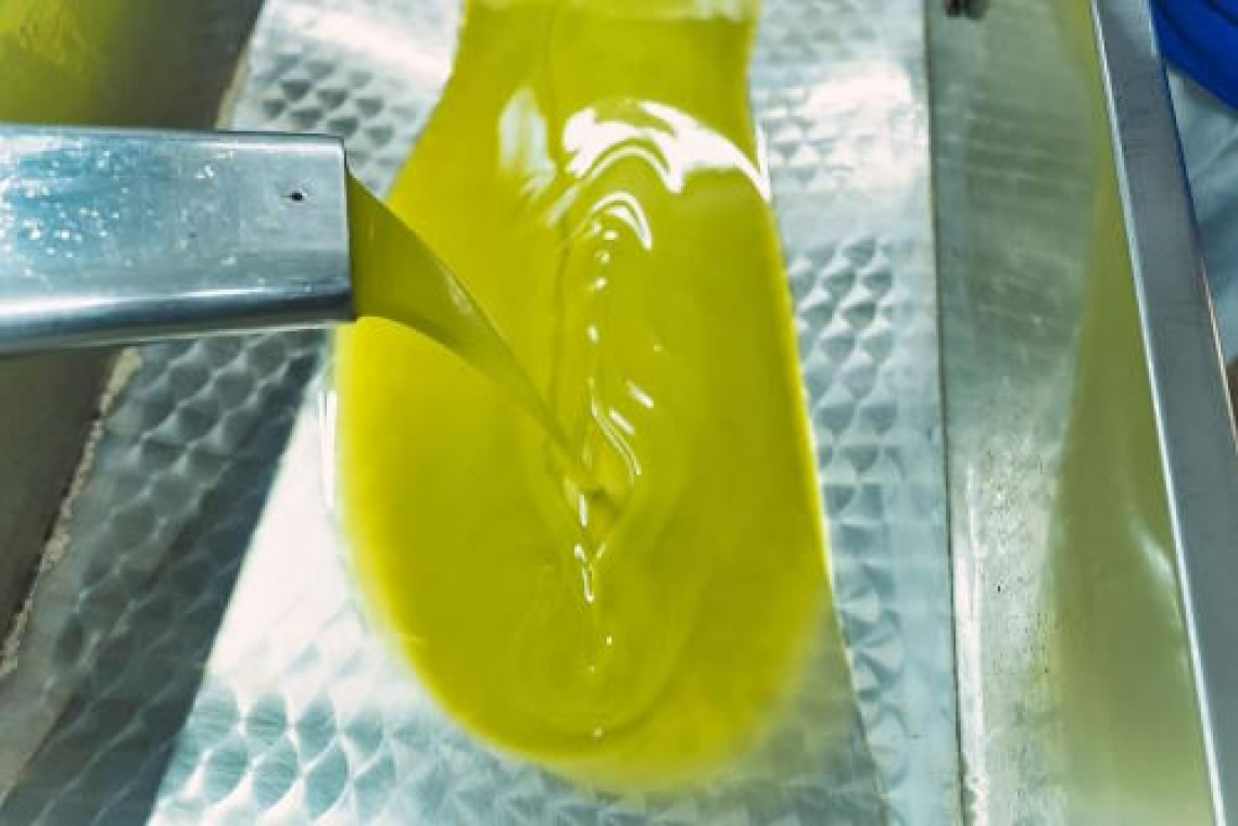 L’olio d'oliva di Vico: la scommessa del cibo-medicina