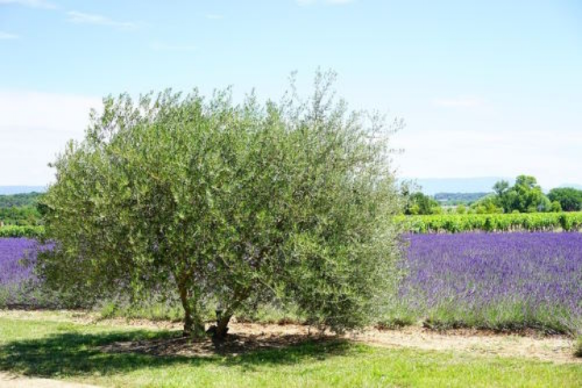 I benefici della consociazione per l’olivo: aumenta la capacità del suolo di immagazzinare carbonio nel suolo