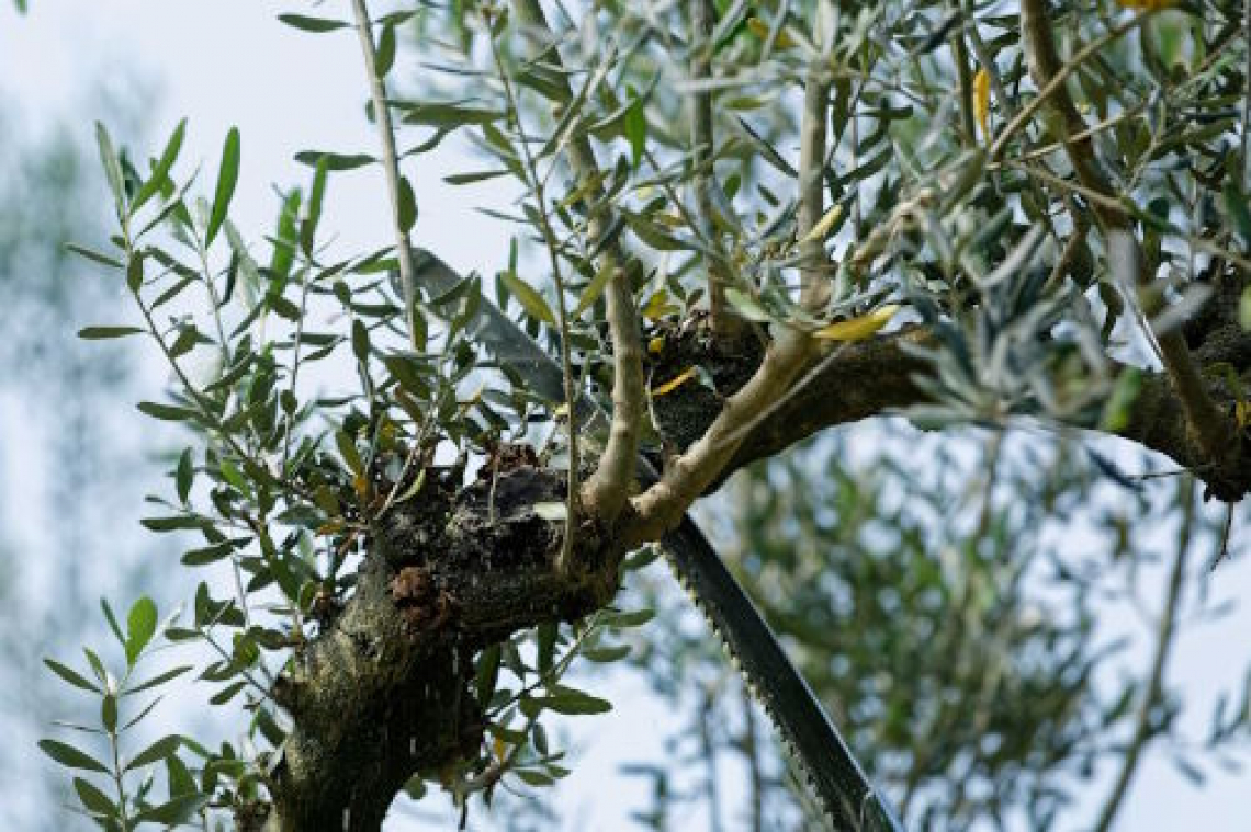 La corretta potatura dell’olivo per gestire lo stress idrico