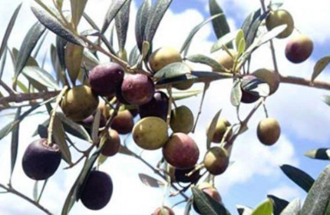 L’importanza della concimazione e distribuzione dell’azoto per la fioritura dell’olivo
