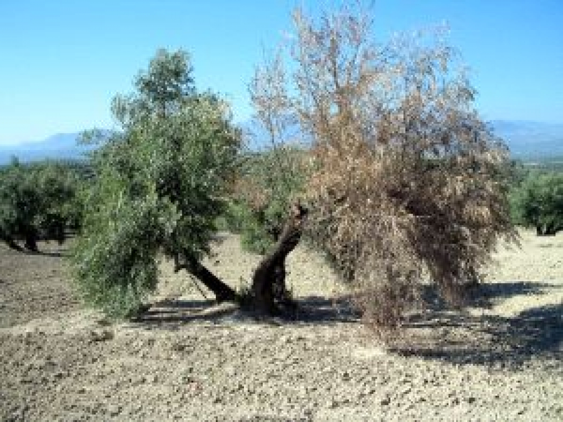 Combattere la verticilliosi dell'olivo grazie a microrganismi antagonisti