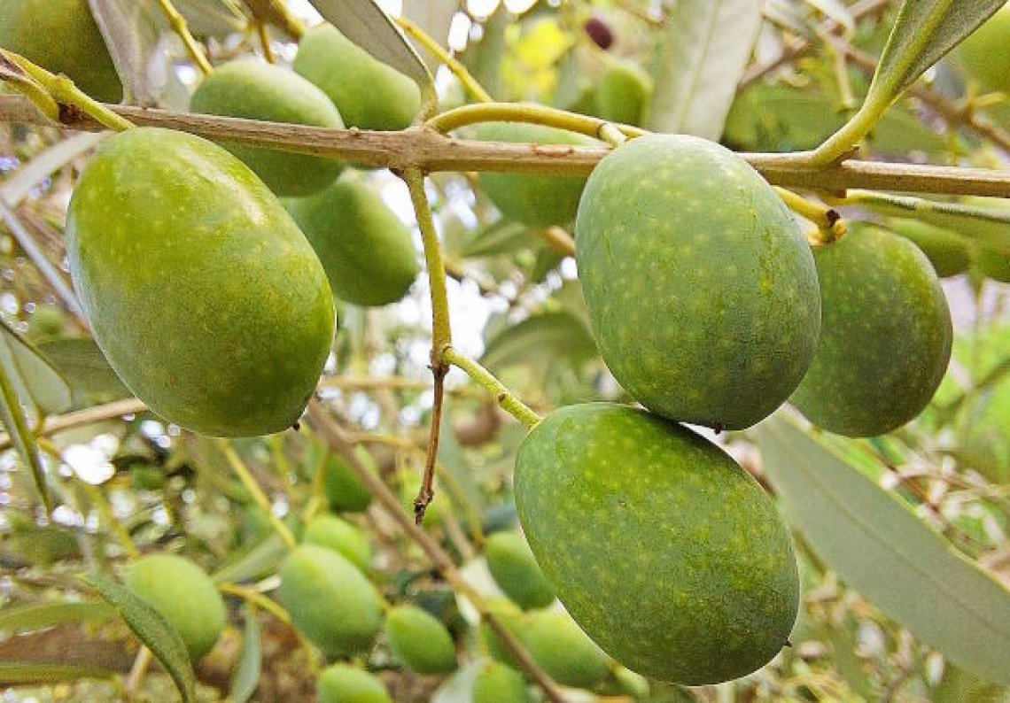 La sensibilità dell’olivo alla concimazione azotata: la dose ottimale