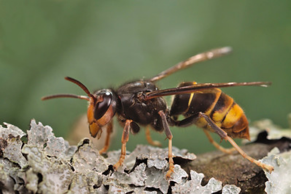 La vespa velutina: insetto alieno pericoloso per l'uomo