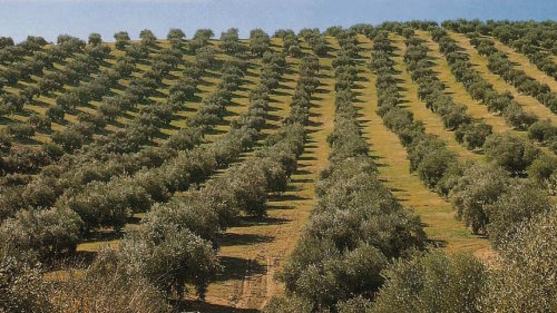 Stabile la superficie olivicola spagnola nel 2023