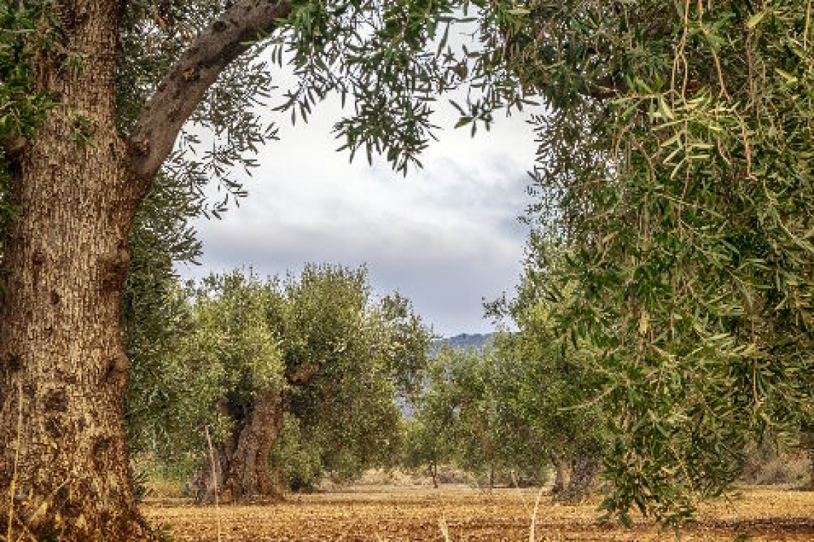 I corsi di potatura dell'olivo in Sicilia della Scuola Potatura Olivo