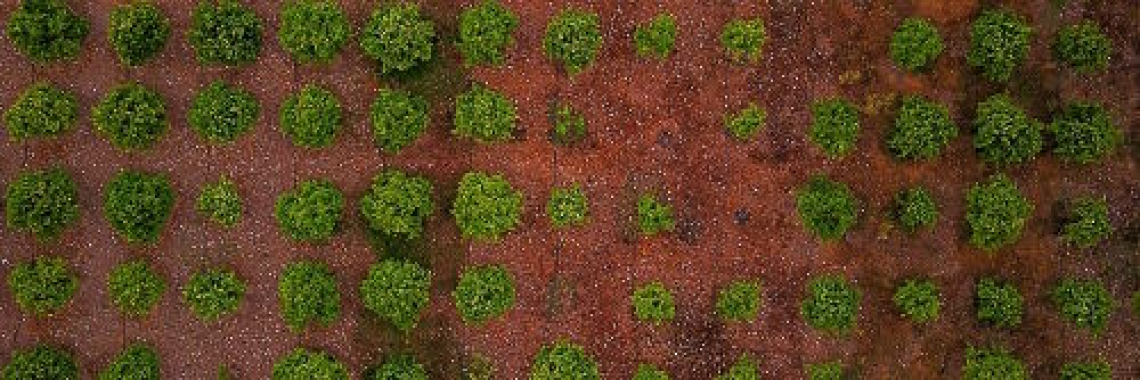 A ciência tenta controlar a bactéria Xylella fastidiosa sem erradicar as oliveiras
